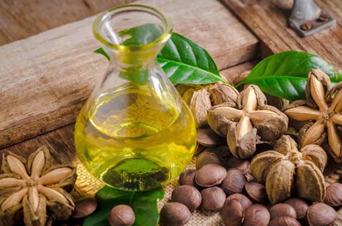 Loại hạt đắt đỏ bậc nhất thế giới, không ngờ có đầy ở Việt Nam- Ảnh 3. Loại hạt đắt đỏ bậc nhất thế giới, không ngờ có đầy ở Việt Nam- Ảnh 3.