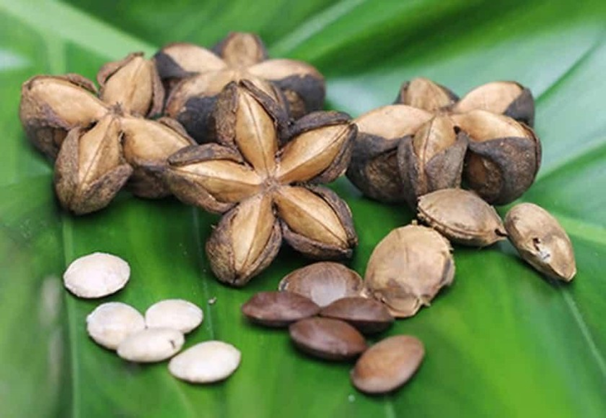 Loại hạt đắt đỏ bậc nhất thế giới, không ngờ có đầy ở Việt Nam- Ảnh 2. Loại hạt đắt đỏ bậc nhất thế giới, không ngờ có đầy ở Việt Nam- Ảnh 2.