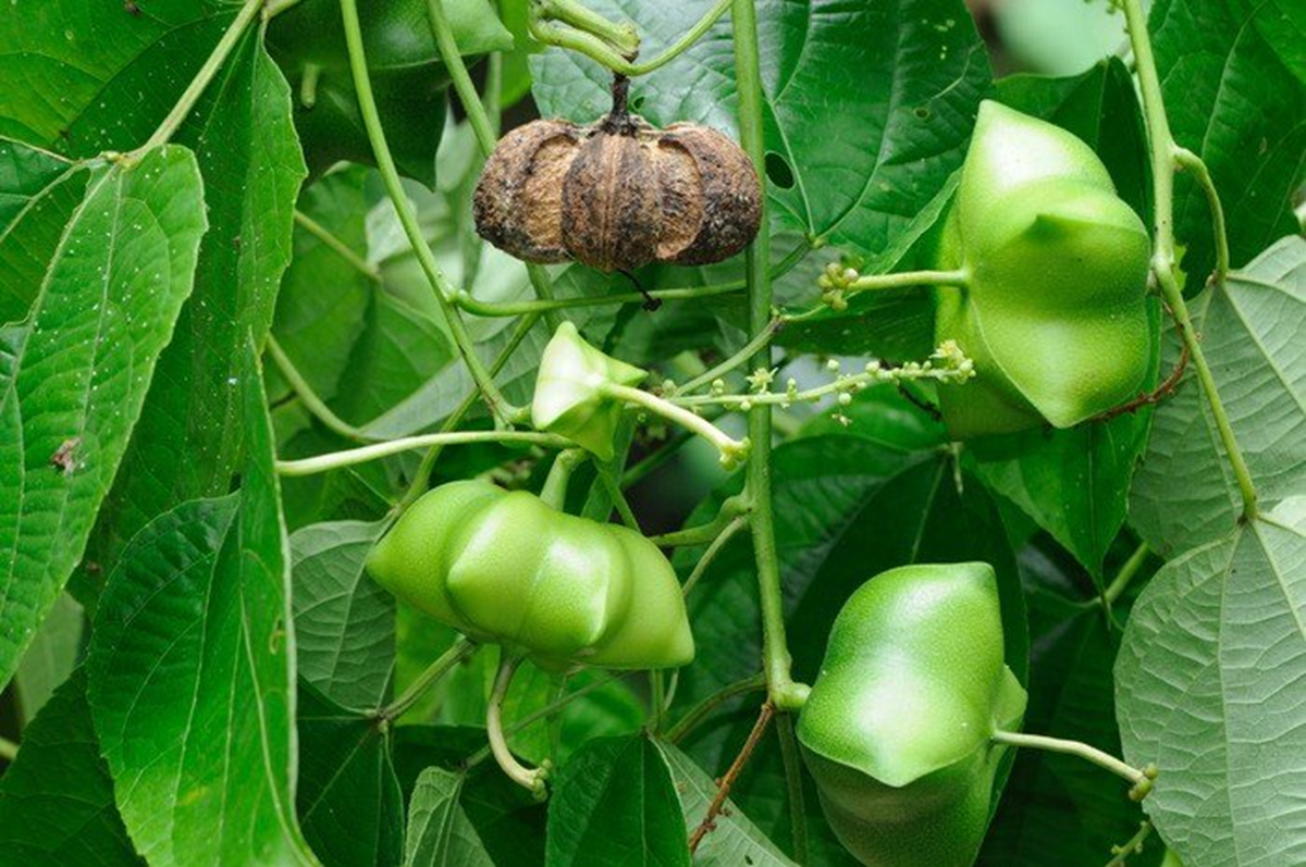Loại hạt đắt đỏ bậc nhất thế giới, không ngờ có đầy ở Việt Nam- Ảnh 1. Loại hạt đắt đỏ bậc nhất thế giới, không ngờ có đầy ở Việt Nam- Ảnh 1.