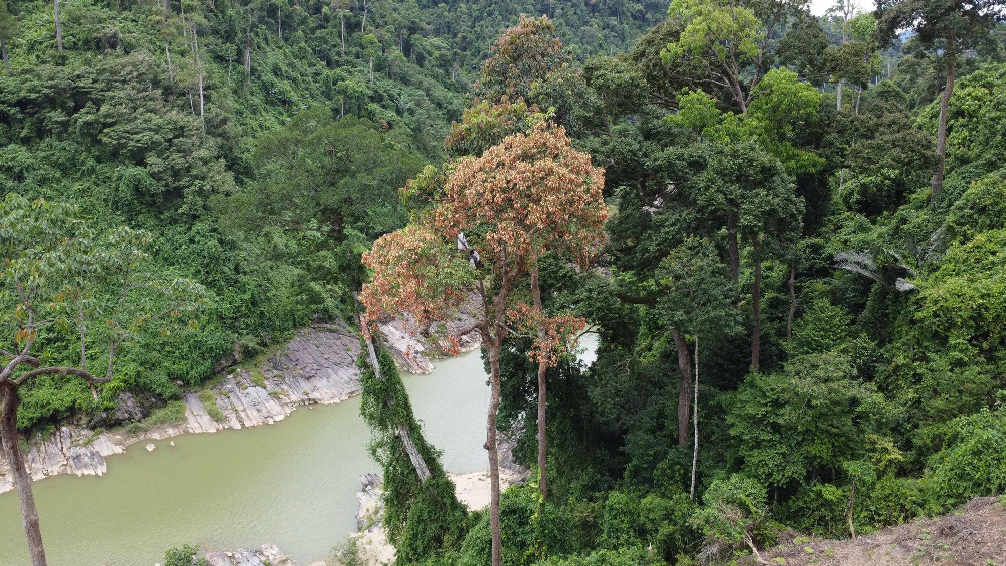 Cả ngàn người ở Đà Nẵng vào rừng nhặt thứ hạt rơi từ trên trời xuống, thu tiền triệu- Ảnh 5.