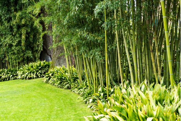 Ông bà dặn KHÔNG trồng cây này trước cửa, người khôn nghe lời, người dại chống đối!- Ảnh 2.