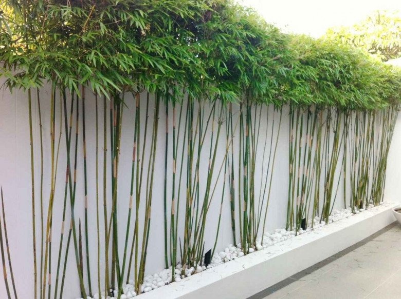 Ông bà dặn KHÔNG trồng cây này trước cửa, người khôn nghe lời, người dại chống đối!- Ảnh 1.