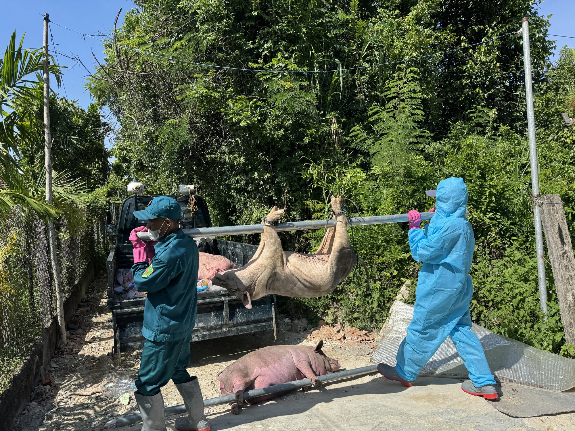 Dịch tả lợn châu Phi bùng phát, Quảng Ngãi thông báo đến từng hộ dân- Ảnh 1.