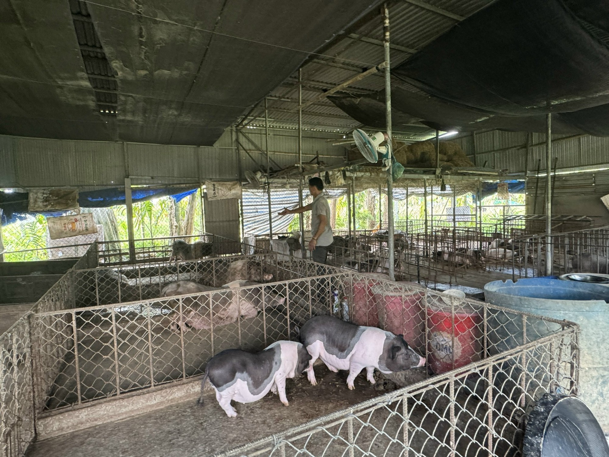 Dịch tả lợn châu Phi bùng phát, Quảng Ngãi thông báo đến từng hộ dân- Ảnh 2.