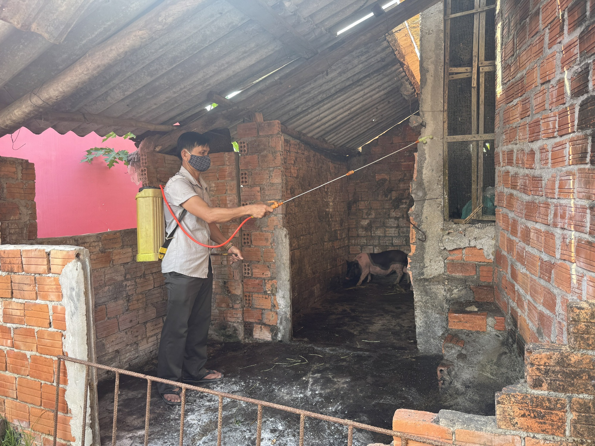 Dịch tả lợn châu Phi bùng phát, Quảng Ngãi thông báo đến từng hộ dân- Ảnh 3.