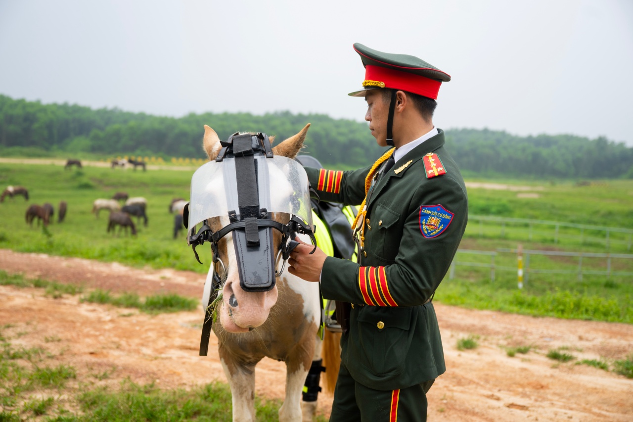 Những hình ảnh mới nhất của Út Ngáo – chú ngựa nổi tiếng mạng xã hội trong những đợt diễu binh- Ảnh 7.