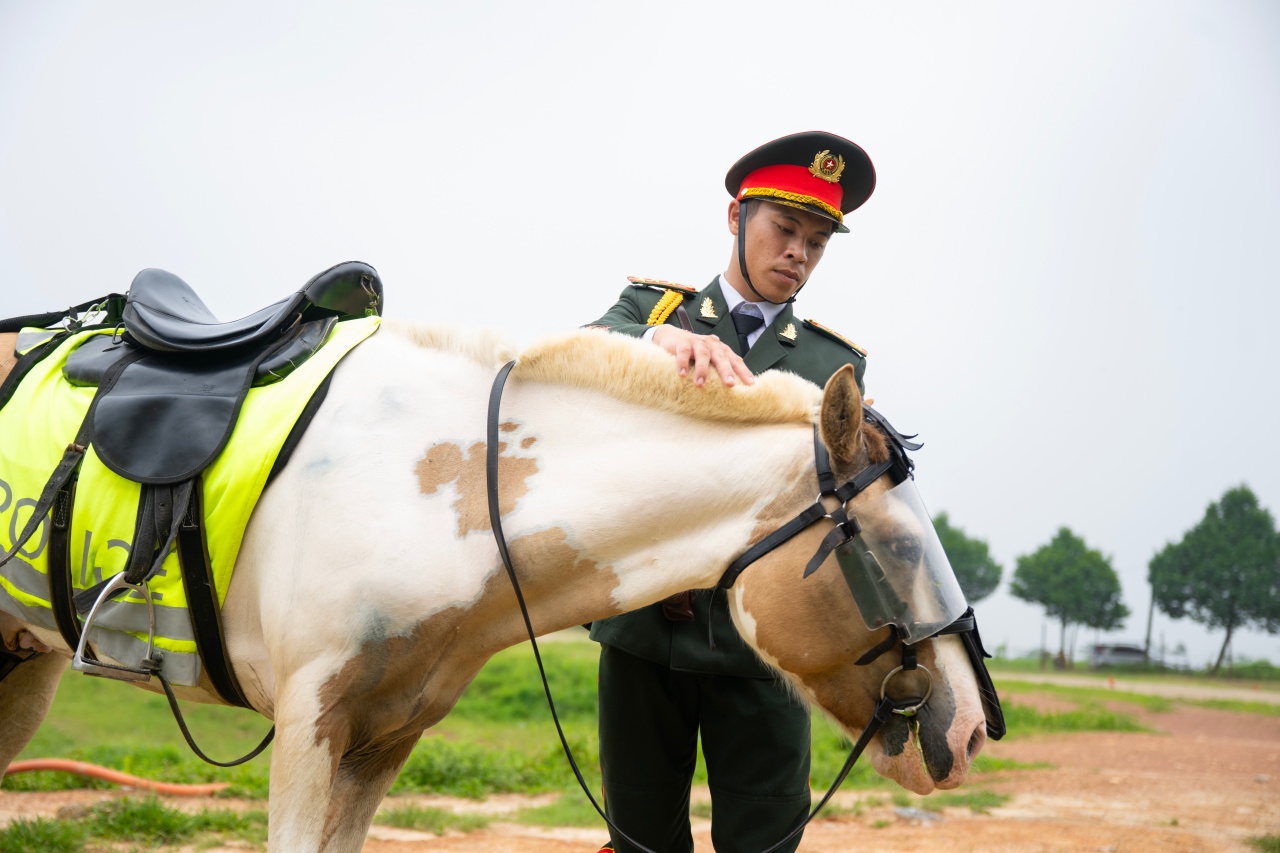 Những hình ảnh mới nhất của Út Ngáo – chú ngựa nổi tiếng mạng xã hội trong những đợt diễu binh- Ảnh 8.