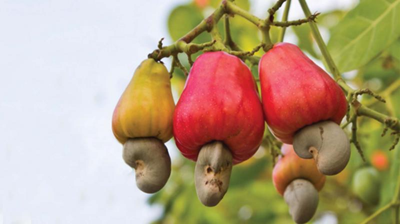 Những thực phẩm nguy hiểm bậc nhất thế giới, cái số 2 ở Việt Nam có nhiều- Ảnh 7. Những thực phẩm nguy hiểm bậc nhất thế giới, cái số 2 ở Việt Nam có nhiều- Ảnh 7.