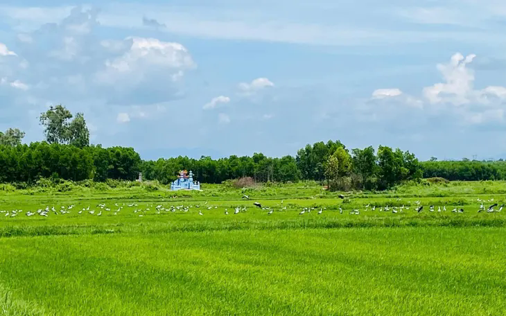 Đàn cò ốc với số lượng lớn đang kiếm ăn tại cánh đồng thôn Phú Ngạn, xã Hiếu Giang, tỉnh Quảng Trị