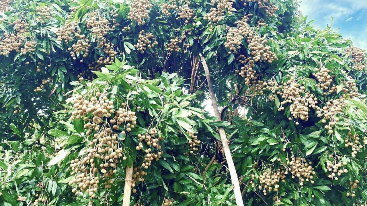 Không chỉ ở Hưng Yên Việt Nam, 'quả tiến vua' có vụ mùa bội thu tại Thái Lan, sản lượng khủng hơn 1 triệu tấn có nguy cơ cần 'giải cứu'- Ảnh 1.