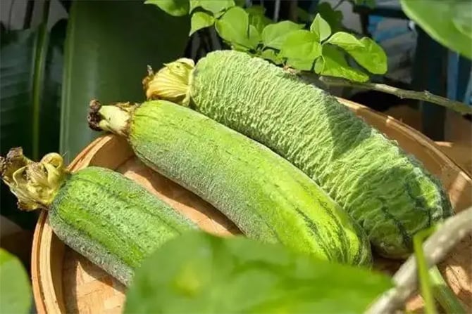 Sai lầm khi chế biến khiến mướp trở thành thuốc độc cho thận- Ảnh 2. Sai lầm khi chế biến khiến mướp trở thành thuốc độc cho thận- Ảnh 2.