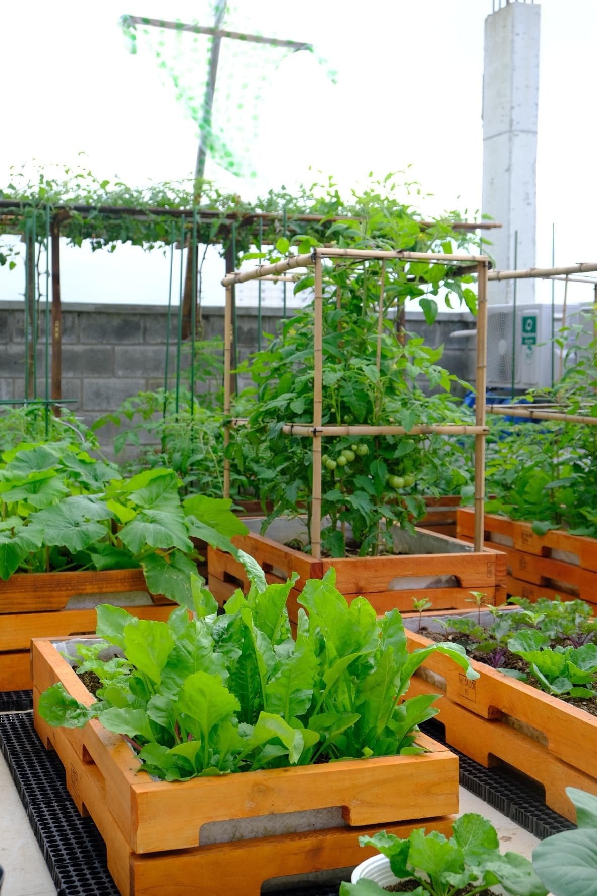 Mê mẩn khu vườn sân thượng đẹp 'như vẽ bằng AI' của mẹ đảm Đà Nẵng- Ảnh 8.
