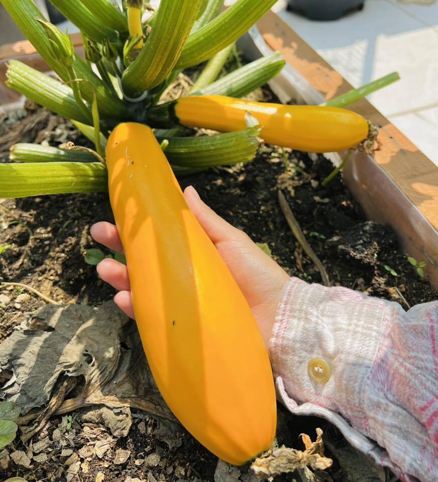 Mê mẩn khu vườn sân thượng đẹp 'như vẽ bằng AI' của mẹ đảm Đà Nẵng- Ảnh 20.