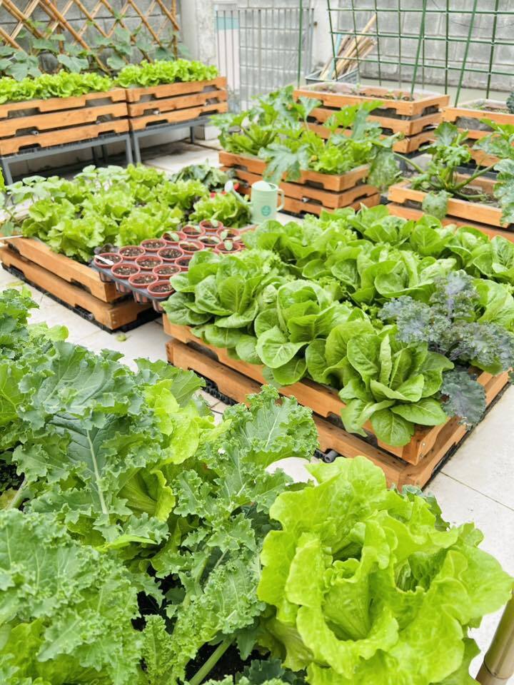 Mê mẩn khu vườn sân thượng đẹp 'như vẽ bằng AI' của mẹ đảm Đà Nẵng- Ảnh 9.