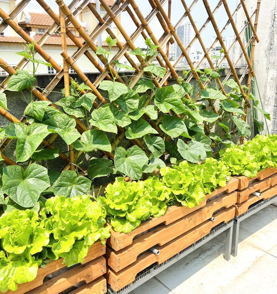 Mê mẩn khu vườn sân thượng đẹp 'như vẽ bằng AI' của mẹ đảm Đà Nẵng- Ảnh 10.