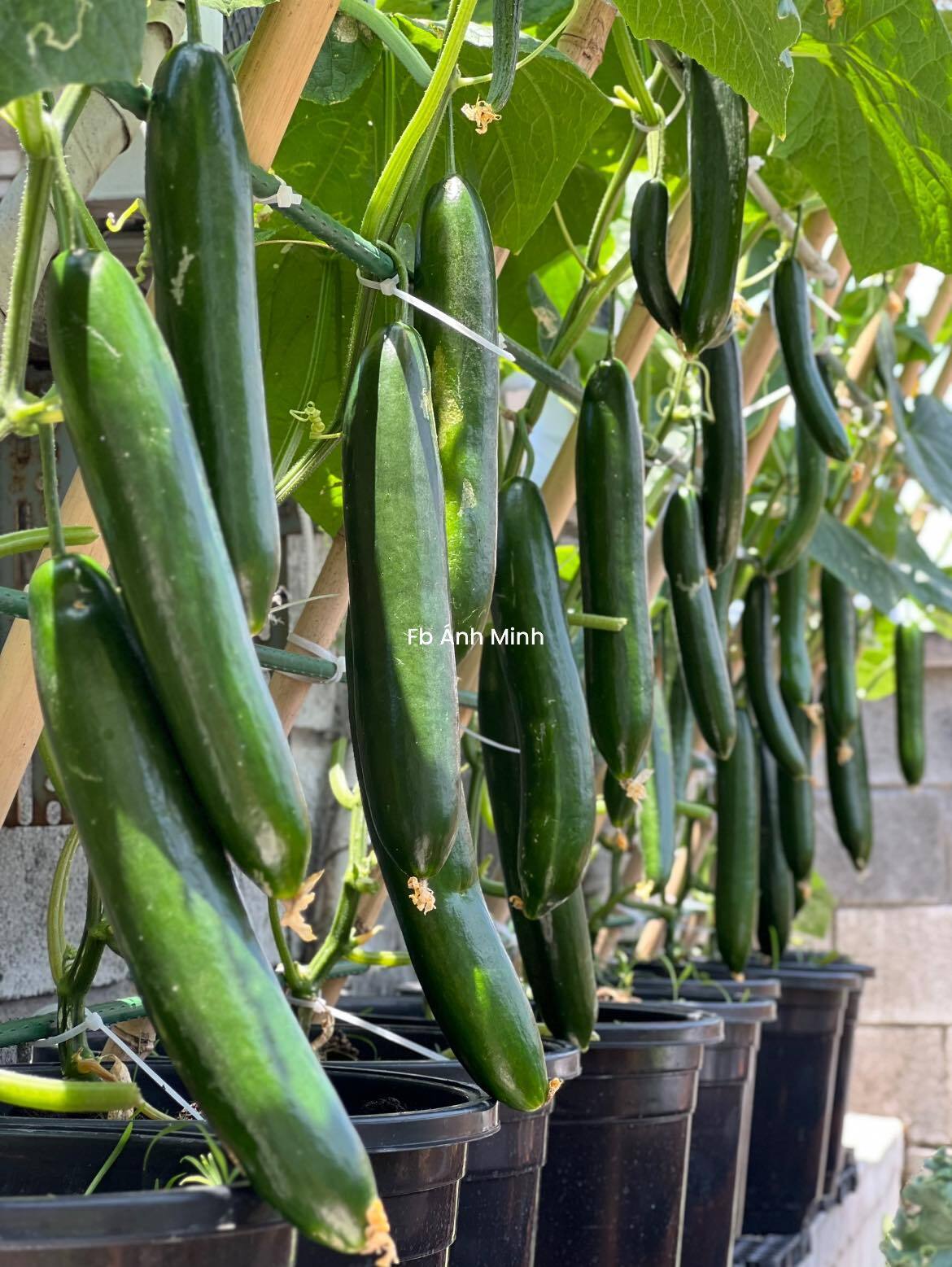 Mê mẩn khu vườn sân thượng đẹp 'như vẽ bằng AI' của mẹ đảm Đà Nẵng- Ảnh 18.