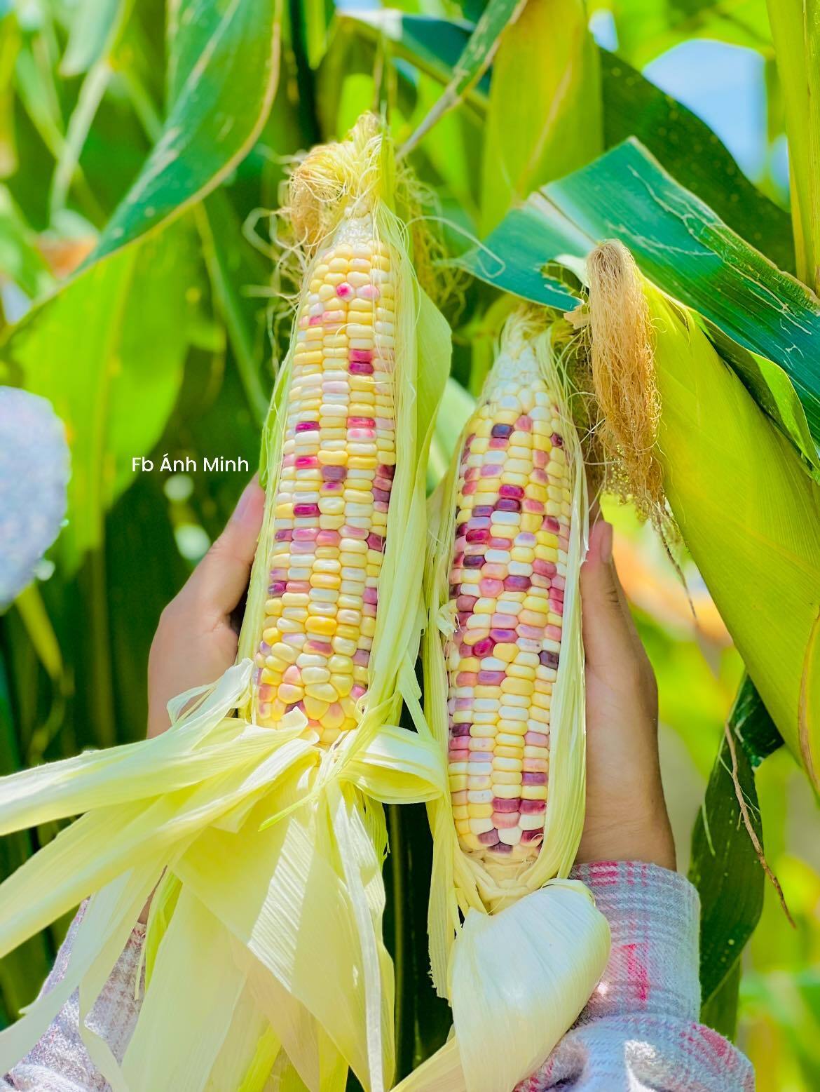 Mê mẩn khu vườn sân thượng đẹp 'như vẽ bằng AI' của mẹ đảm Đà Nẵng- Ảnh 24.
