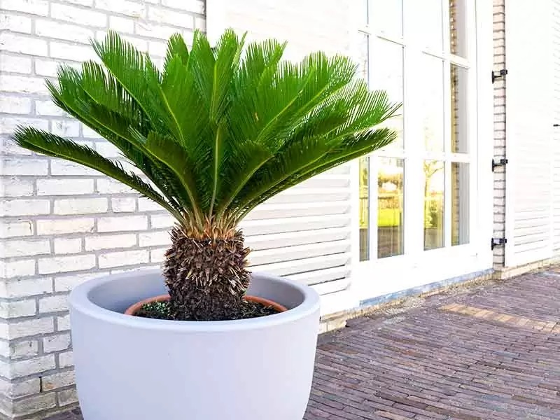 5 cây trấn trạch, dòng họ trăm năm hưng thịnh, nhà giàu nào cũng trồng- Ảnh 4.