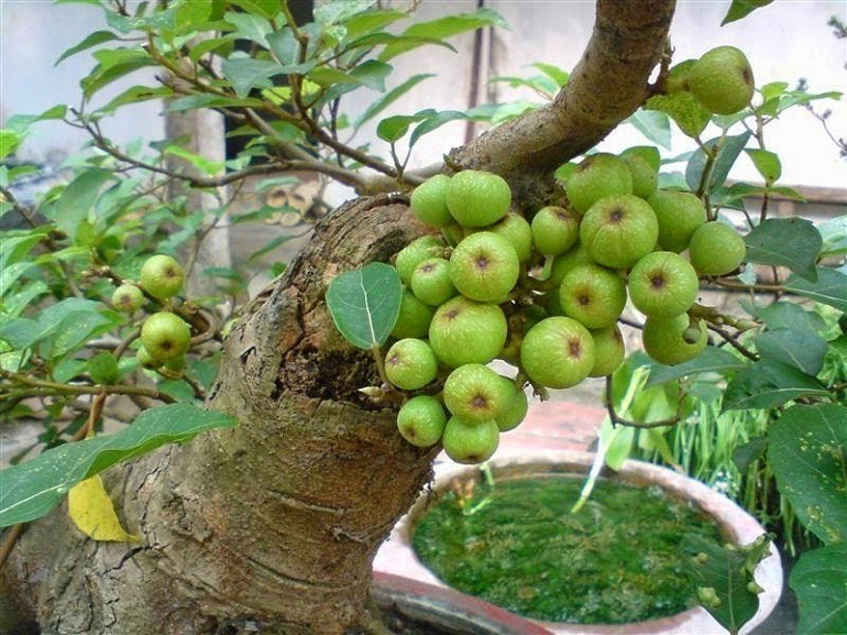 Cây sung nên trồng trước cổng hay phía sau nhà thì hợp phong thủy?- Ảnh 1.