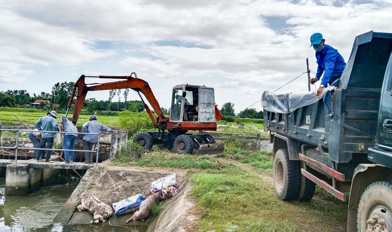 Gia Lai chỉ đạo xử lý tình trạng vứt xác heo chết xuống kênh mương- Ảnh 2.