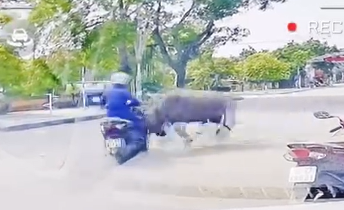 Thông tin mới vụ trâu "điên" truy sát người phụ nữ đi xe máy gãy xương sườn- Ảnh 1.