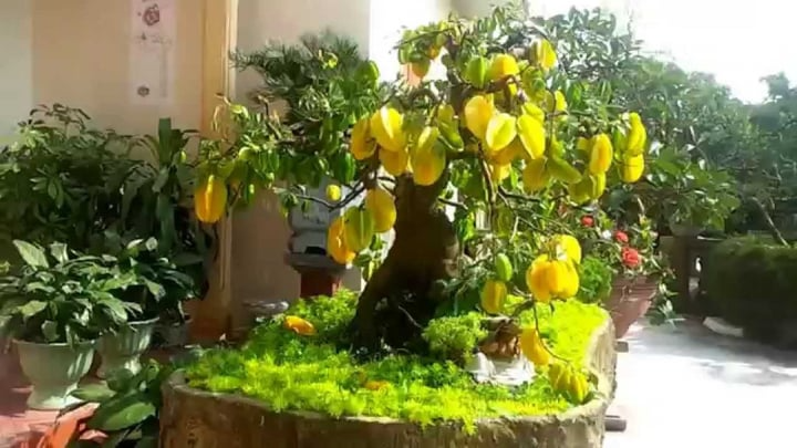 Trồng cây này trước cửa vừa cho bóng mát vừa giúp gia đình thịnh vượng, con cháu dễ thành tài- Ảnh 2.