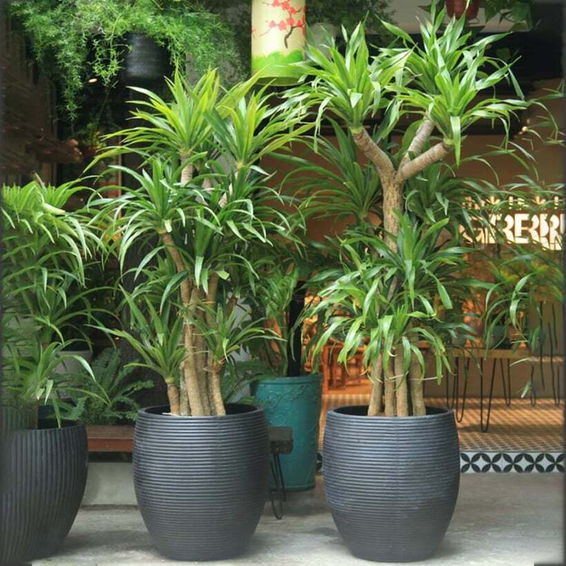 Những người thuộc mệnh này trồng cây Đại Lộc như "Hổ mọc thêm cánh"- Ảnh 1.