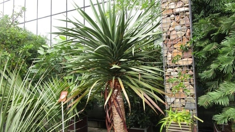 Những người thuộc mệnh này trồng cây Đại Lộc như "Hổ mọc thêm cánh"- Ảnh 2.