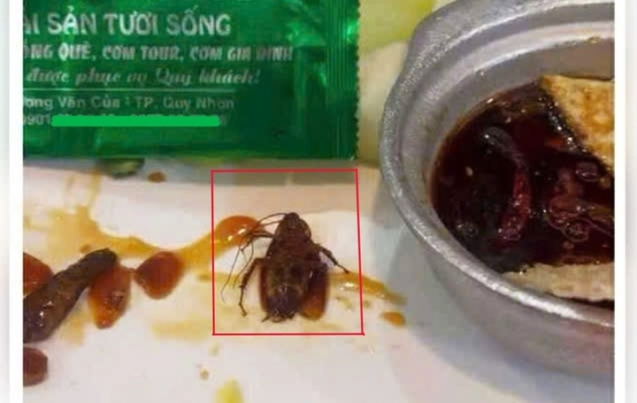 Thực khách phát hiện gián trong món ăn của một nhà hàng có tiếng tại Quy Nhơn- Ảnh 1.