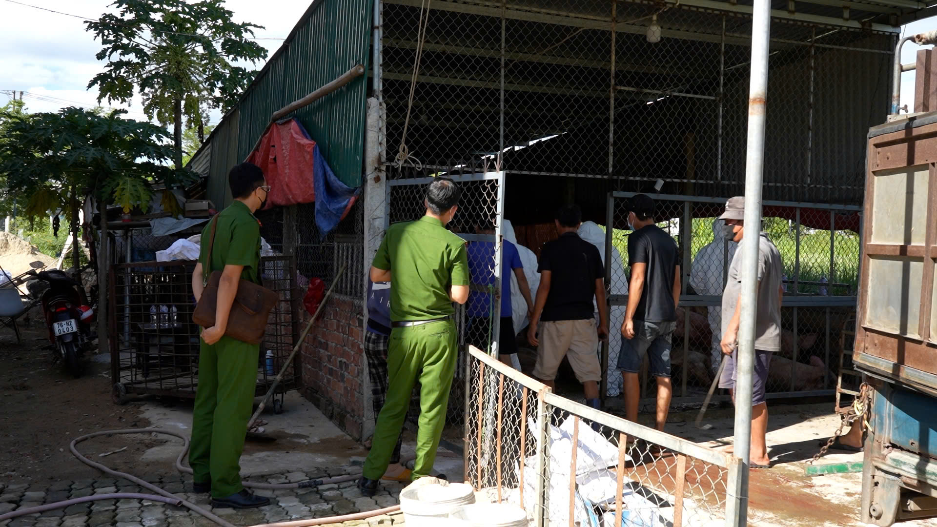 Kinh hãi cảnh tượng heo bệnh chết bị vứt bỏ tràn lan ở Đà Nẵng, Quảng Ngãi- Ảnh 8.
