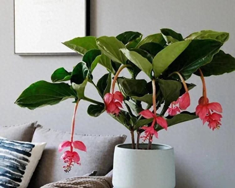4 loại cây càng trồng càng xui xẻo, rước bực tức, thậm chí chuốc họa vào người- Ảnh 1.