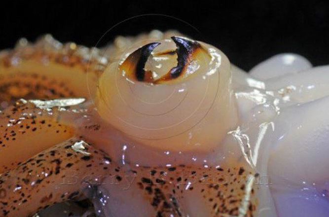 Thứ xưa "bị vứt bỏ không ai ăn", nay thành đặc sản dân phố thích mê, 200.000 đồng/kg- Ảnh 2.