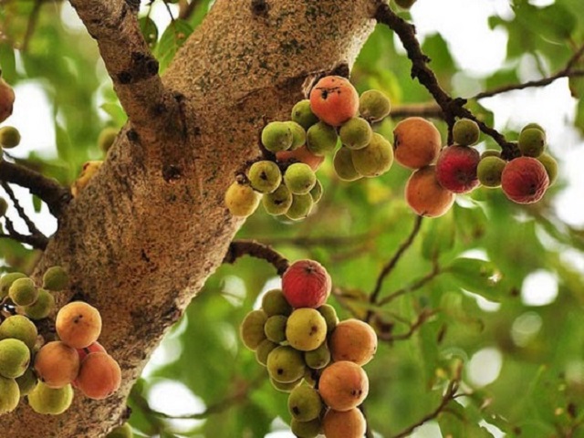 Trồng cây sung ở vị trí đắc địa nhất trong nhà, lộc lá kéo đến, sung túc quanh năm- Ảnh 4.