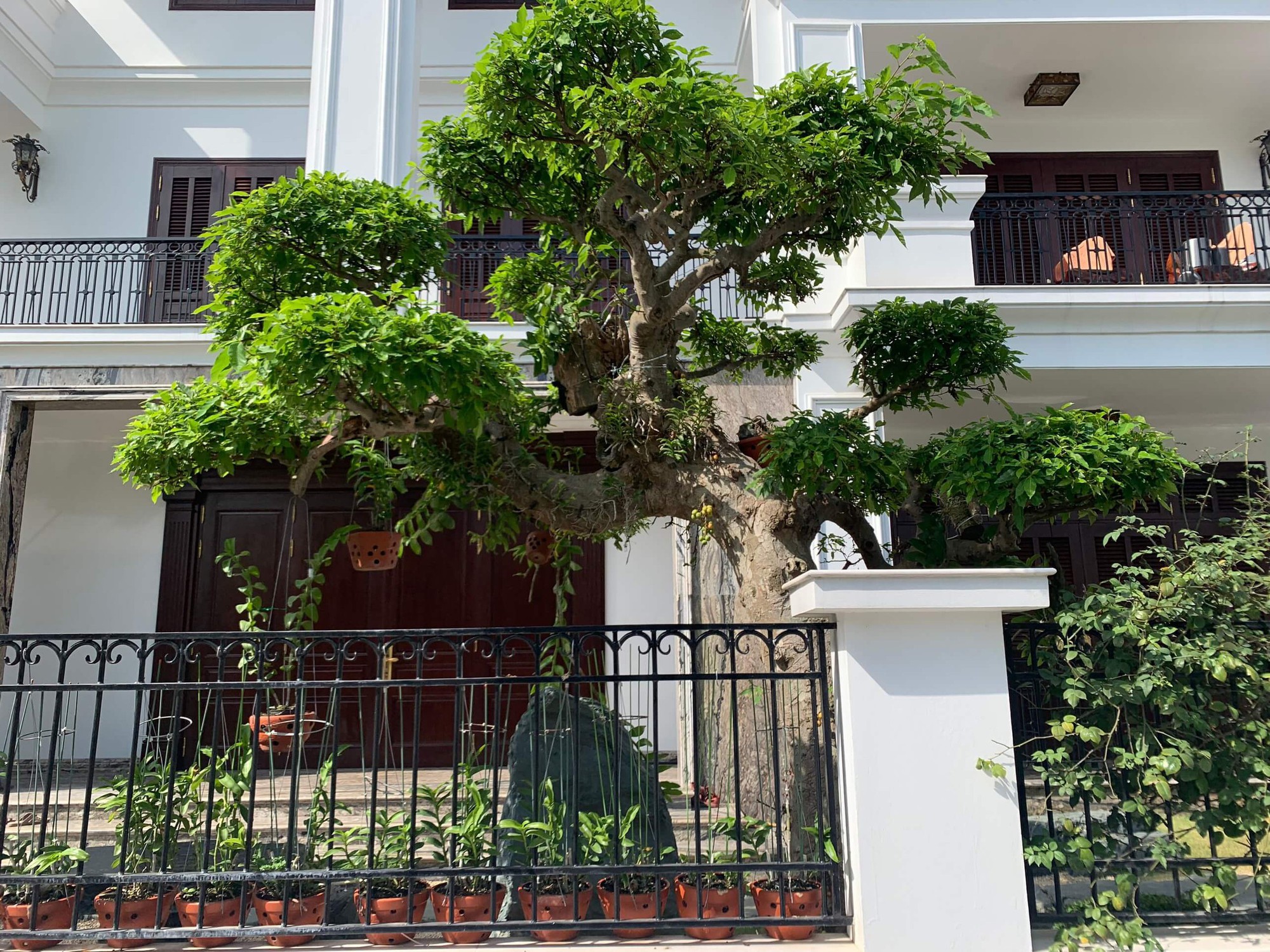 Trồng cây sung ở vị trí đắc địa nhất trong nhà, lộc lá kéo đến, sung túc quanh năm- Ảnh 1.