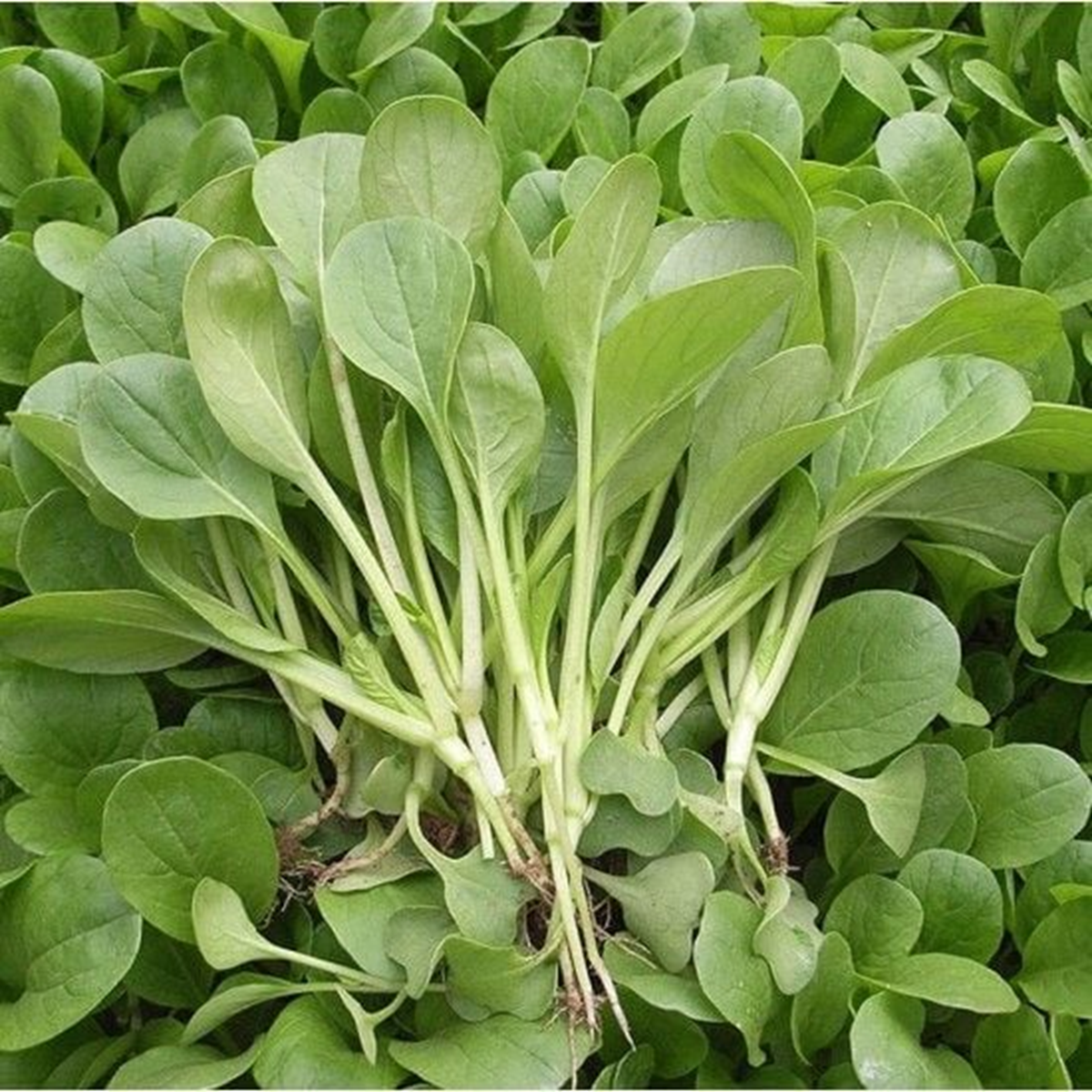 2 loại rau dễ "ngậm" thuốc trừ sâu, cái số 1 nhiều người mê tít- Ảnh 2.