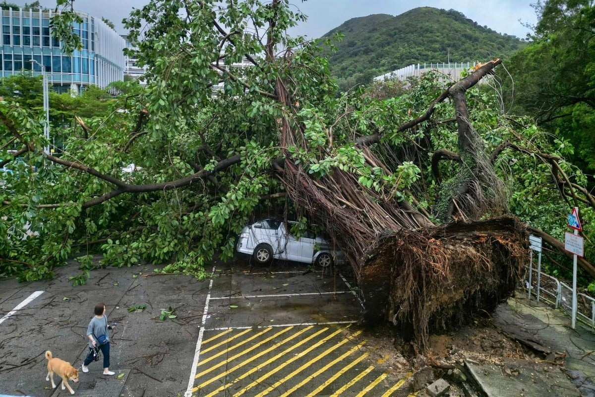 Hàng trăm cây đổ, hàng chục người nhập viện do bão Wipha ở Trung Quốc- Ảnh 1.