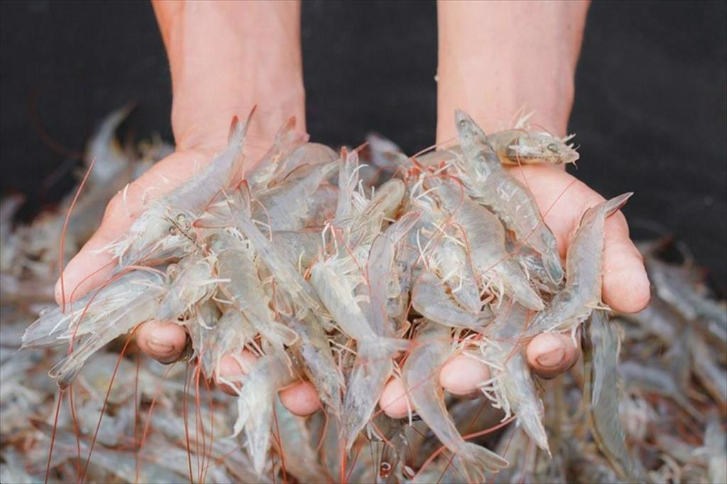 Mỹ sẵn sàng mua 1 mặt hàng Việt Nam với giá cao nhất thế giới: Có đặc điểm gì mà được ưa chuộng tới vậy?- Ảnh 1.