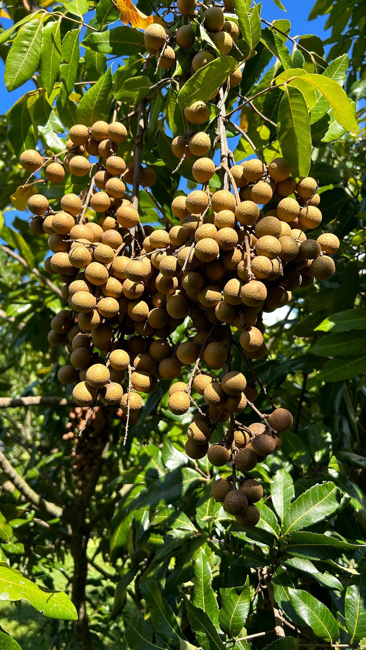 "Trồng cây là trồng phúc, giữ cây là giữ lộc" - Nhà có 7 cây này quý nhân chắc chắn ghé thăm!- Ảnh 5.