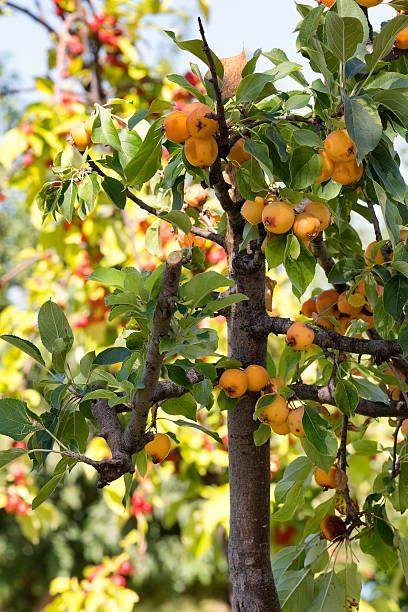 "Trồng cây là trồng phúc, giữ cây là giữ lộc" - Nhà có 7 cây này quý nhân chắc chắn ghé thăm!- Ảnh 1.
