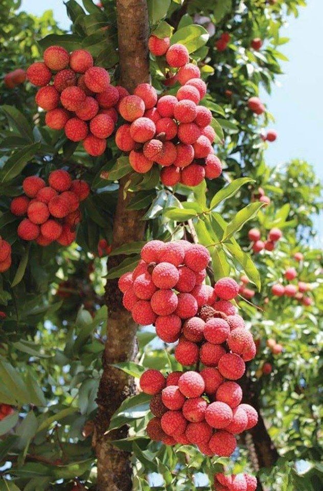 "Trồng cây là trồng phúc, giữ cây là giữ lộc" - Nhà có 7 cây này quý nhân chắc chắn ghé thăm!- Ảnh 4.
