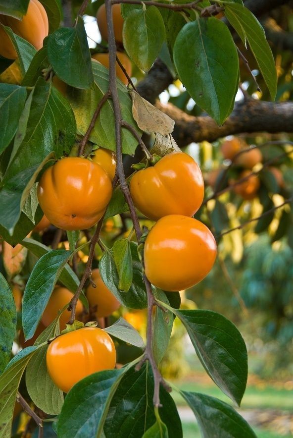 "Trồng cây là trồng phúc, giữ cây là giữ lộc" - Nhà có 7 cây này quý nhân chắc chắn ghé thăm!- Ảnh 2.