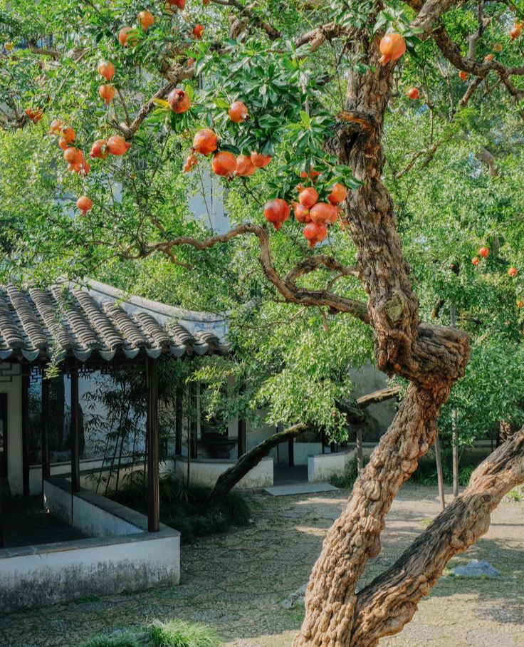 "Trồng cây là trồng phúc, giữ cây là giữ lộc" - Nhà có 7 cây này quý nhân chắc chắn ghé thăm!- Ảnh 7.