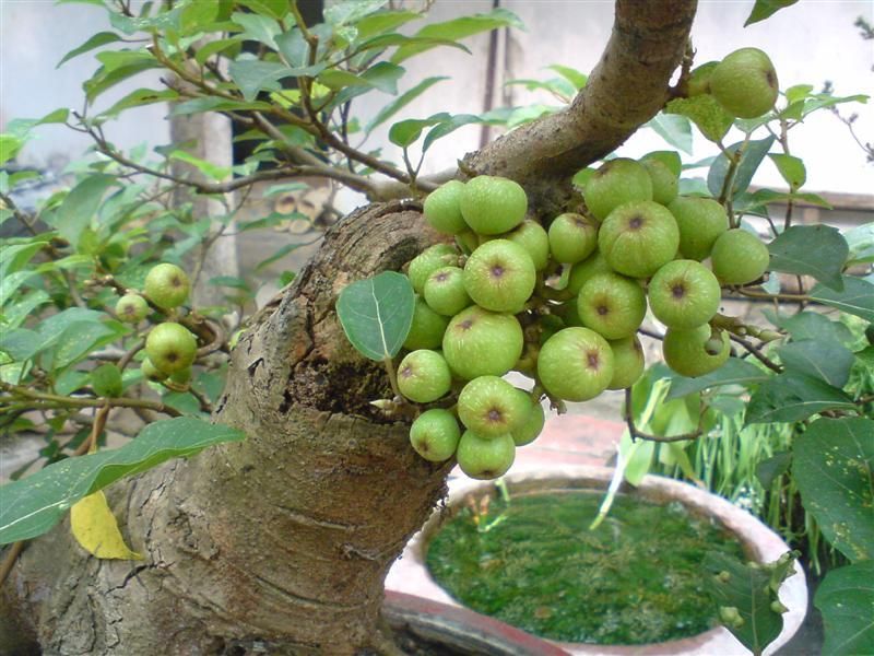 "Trồng cây là trồng phúc, giữ cây là giữ lộc" - Nhà có 7 cây này quý nhân chắc chắn ghé thăm!- Ảnh 3.