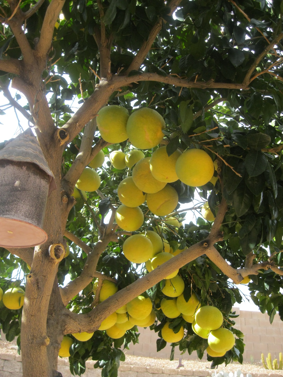 "Trồng cây là trồng phúc, giữ cây là giữ lộc" - Nhà có 7 cây này quý nhân chắc chắn ghé thăm!- Ảnh 6.