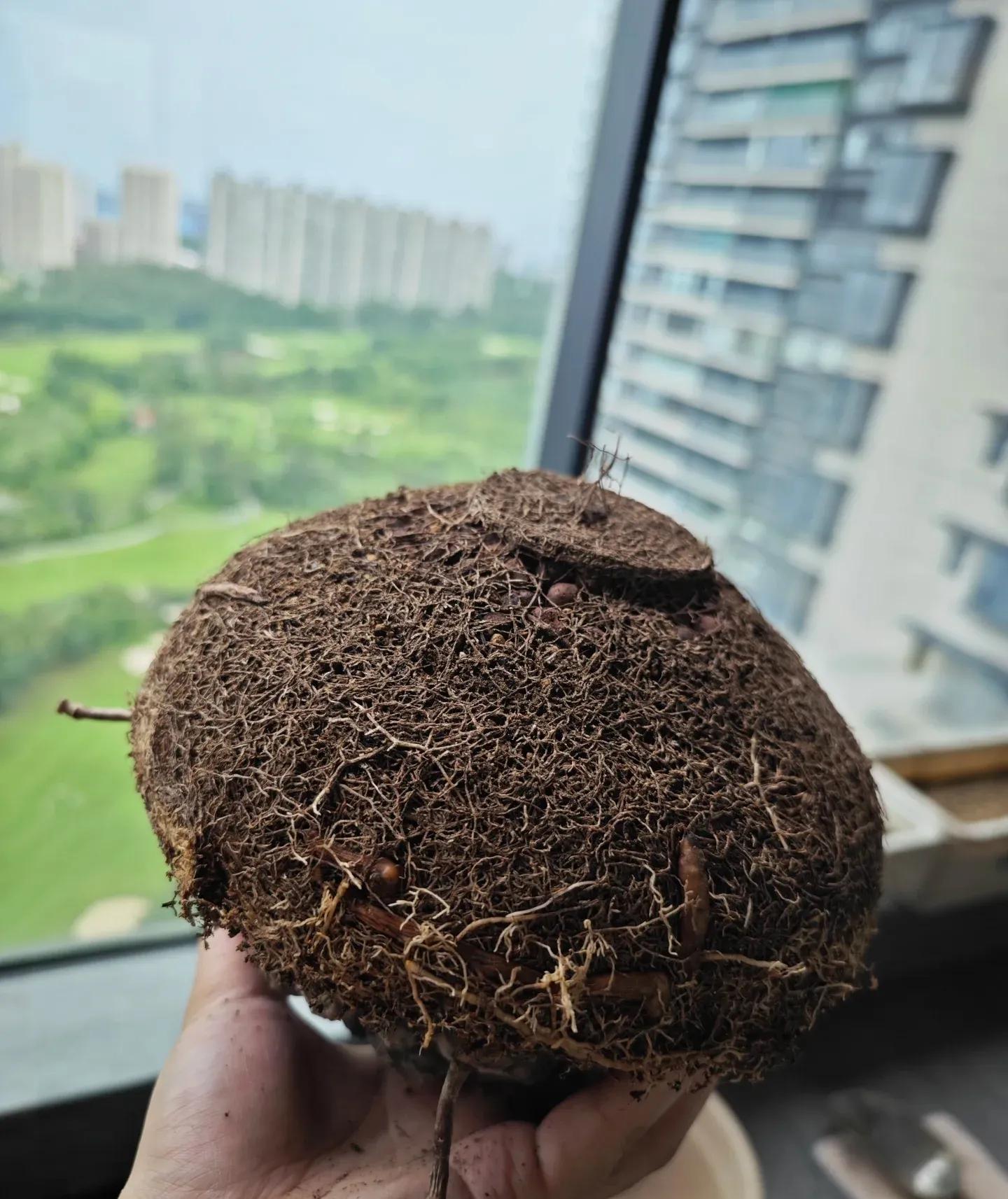 Chồng chê cây của vợ là “đống đá kỳ dị”, cư dân mạng liền phản pháo: “Không hiểu thì đừng nói nhảm!”- Ảnh 5.
