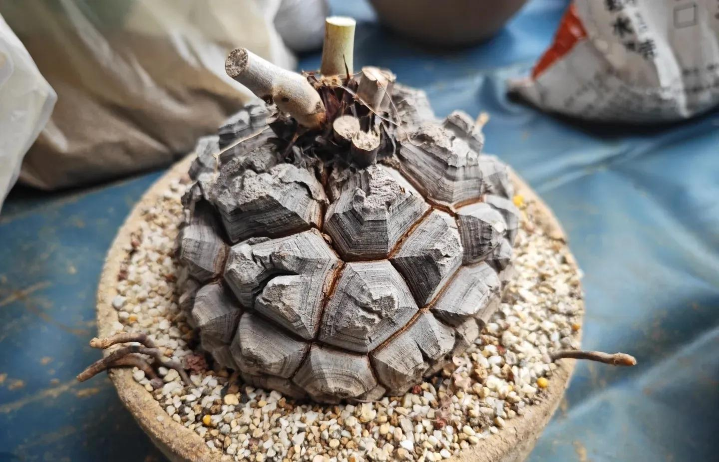 Chồng chê cây của vợ là “đống đá kỳ dị”, cư dân mạng liền phản pháo: “Không hiểu thì đừng nói nhảm!”- Ảnh 3.