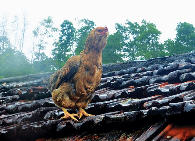 Hòn đảo được ví như "đảo ngọc" ngay miền Bắc, người bản địa nhận xét: Nhều du khách chưa biết đến- Ảnh 9.
