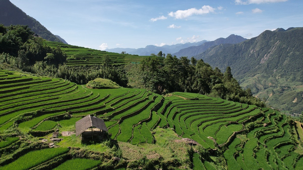 Mát mắt với màu xanh lúa non ruộng bậc thang ở Sa Pa- Ảnh 3.