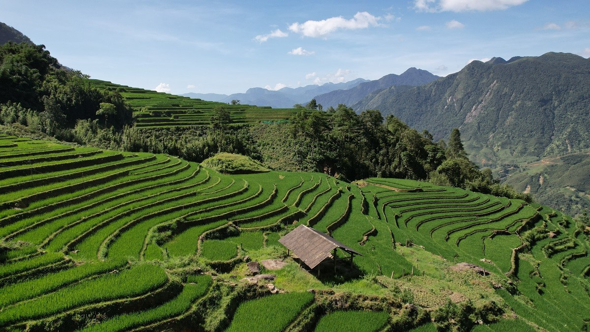 Mát mắt với màu xanh lúa non ruộng bậc thang ở Sa Pa- Ảnh 5.