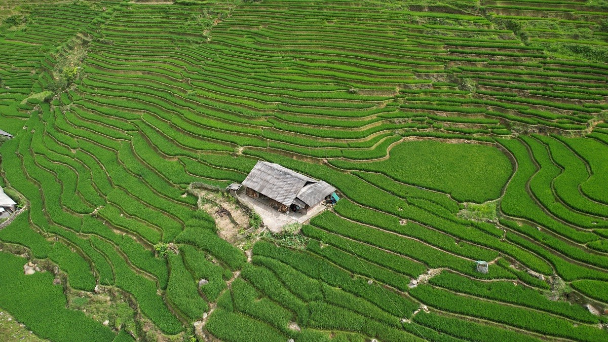 Mát mắt với màu xanh lúa non ruộng bậc thang ở Sa Pa- Ảnh 4.